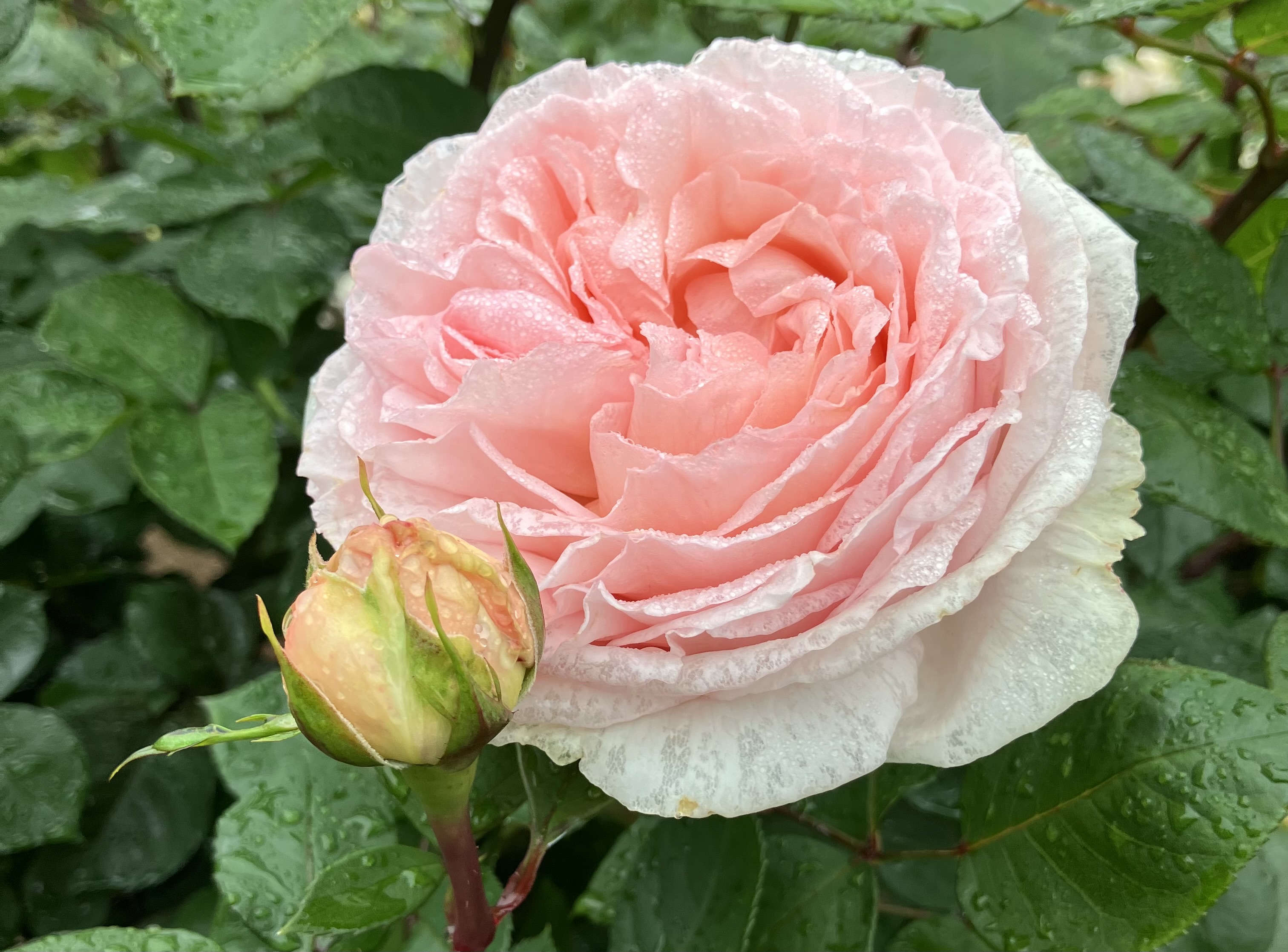 6回目の受精卵移植に向けて