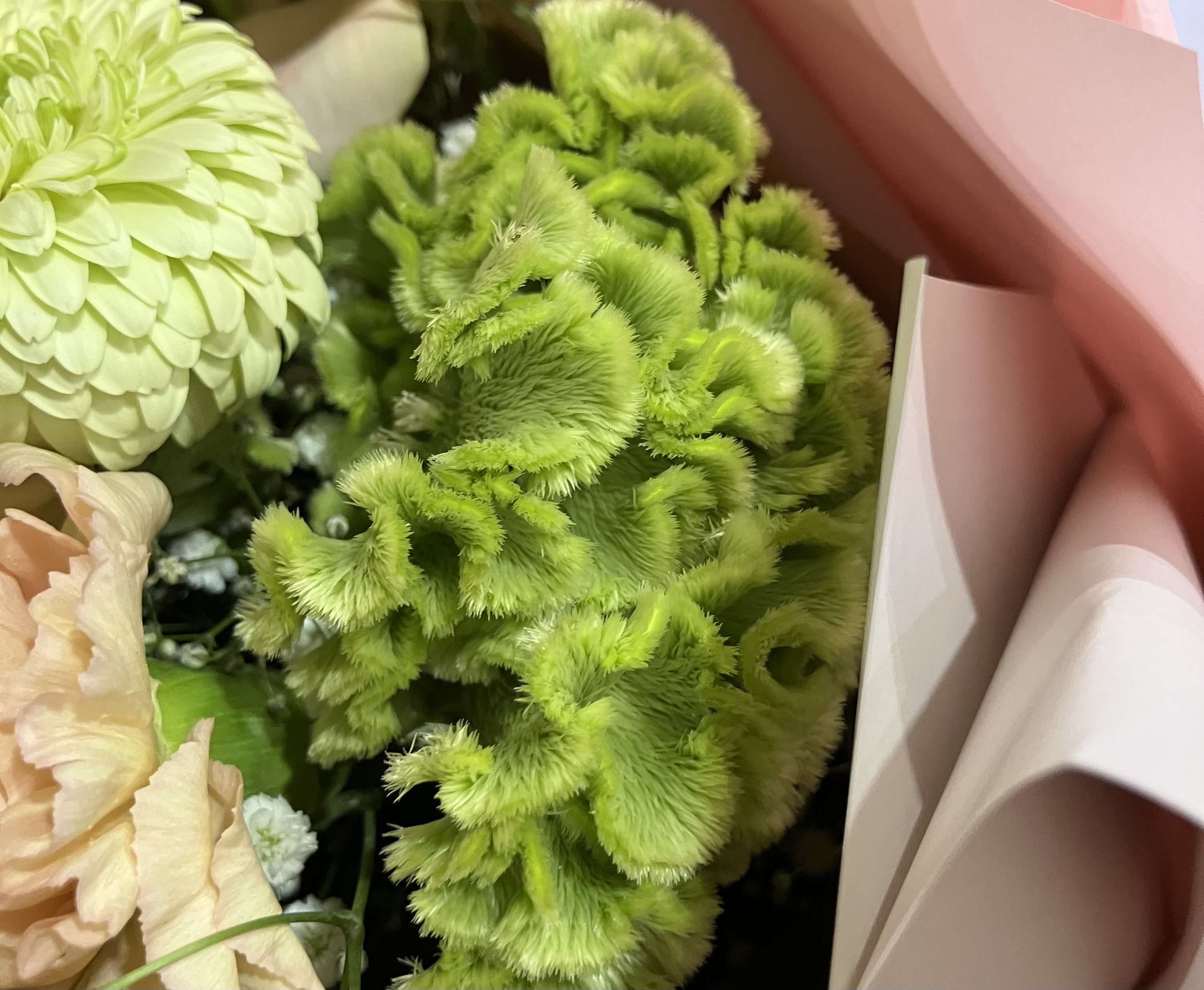 7回目の受精卵移植に向けて