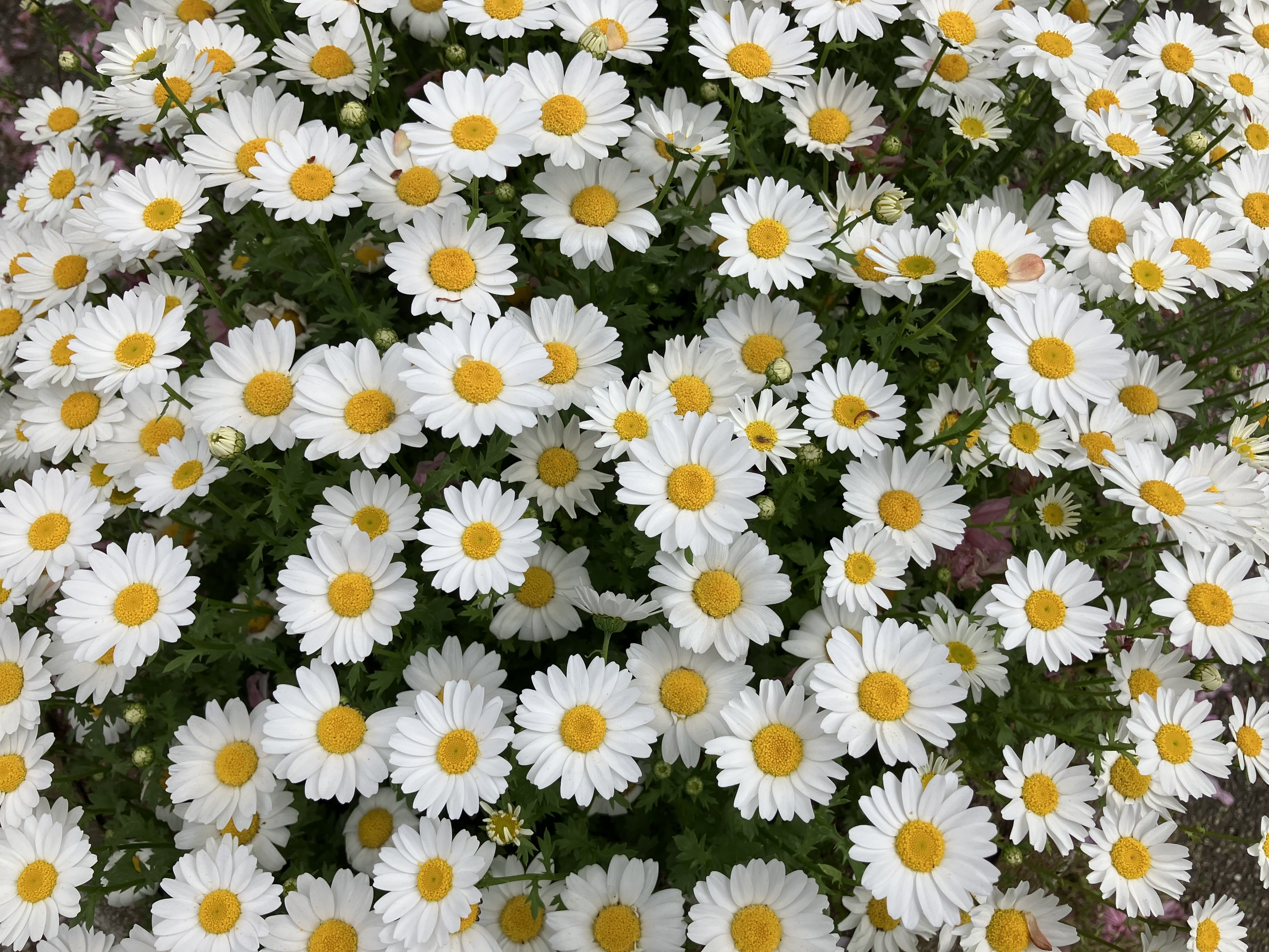 1月　凍結胚更新　採卵から1年経過