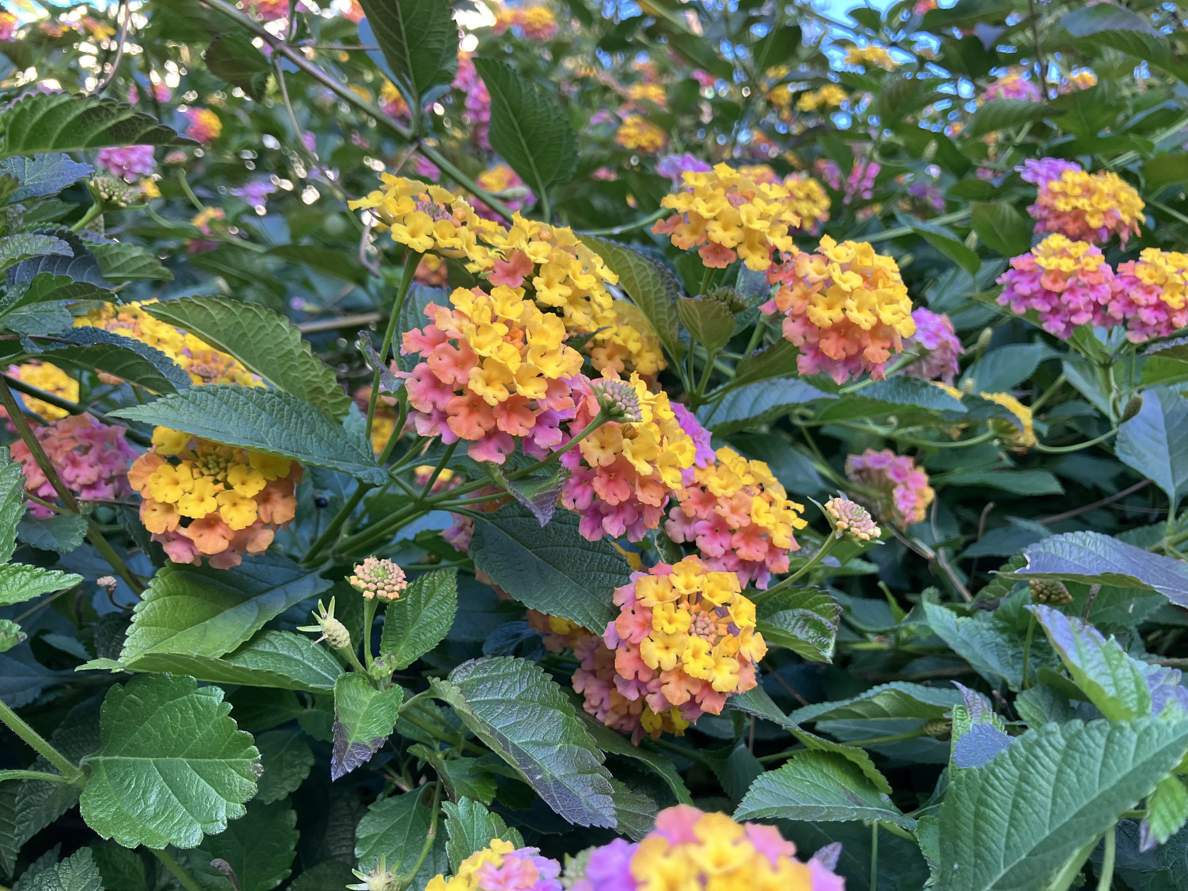 12月　乳がん手術とお金のこと